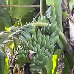Apartment Garden Loft Ribeira Grande