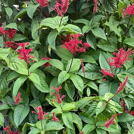 Garden Loft * Ribeira Grande