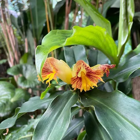 Garden Loft Apartmán