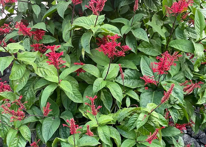 Garden Loft * Ribeira Grande