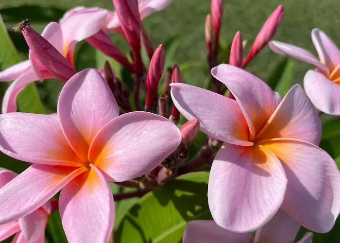 Garden Loft Apartmán