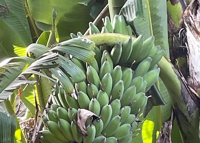 Apartmán Garden Loft Ribeira Grande