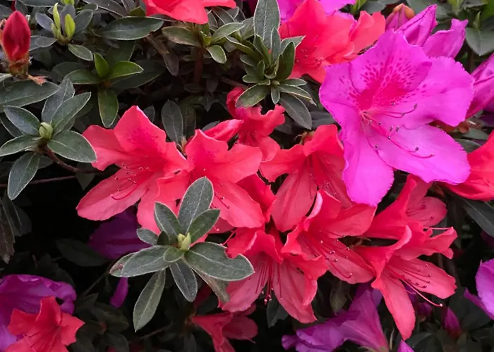 Garden Loft Ribeira Grande