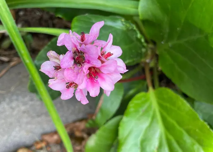 Apartmán Garden Loft *