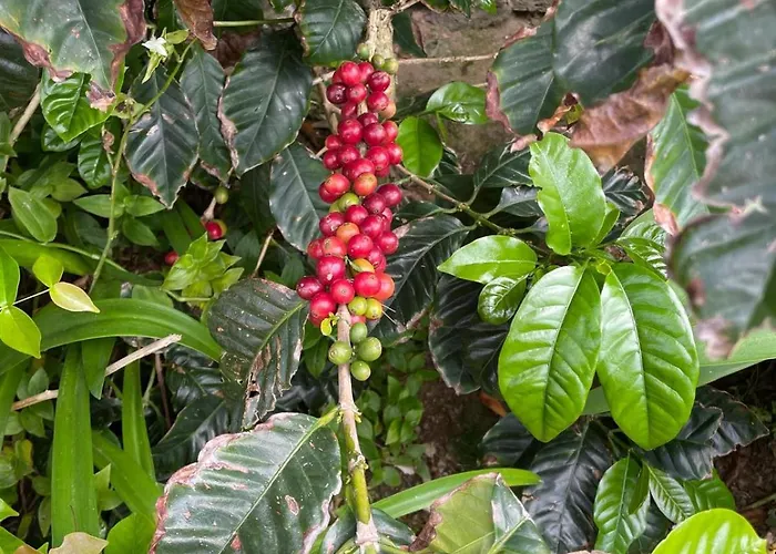 Garden Loft Ribeira Grande