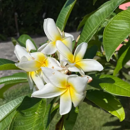 Garden Loft Daire Ribeira Grande