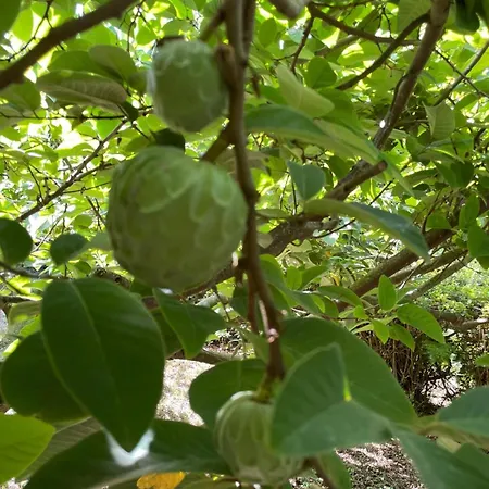 Garden Loft Ribeira Grande