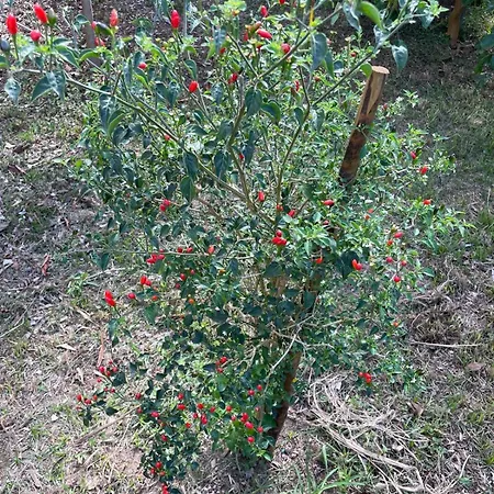 Garden Loft * Ribeira Grande