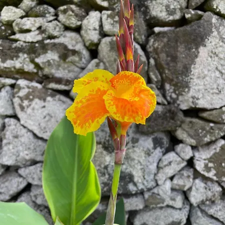 Daire Garden Loft Ribeira Grande