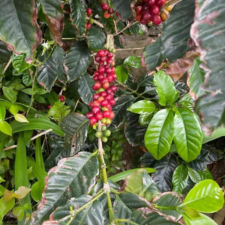 Garden Loft Ribeira Grande