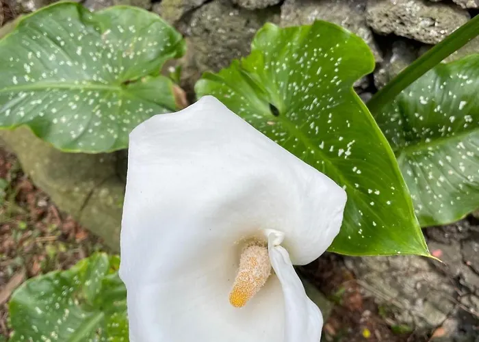 Garden Loft Ribeira Grande