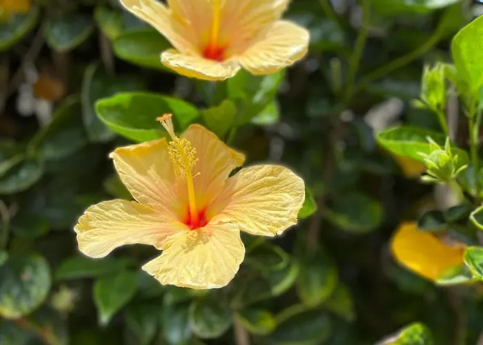 Apartment Garden Loft