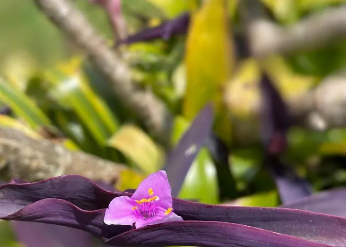 Garden Loft Ribeira Grande