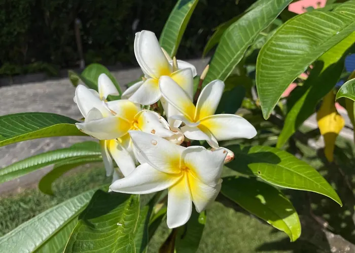 Garden Loft Apartment Ribeira Grande