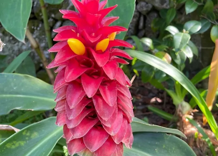 Garden Loft Ribeira Grande