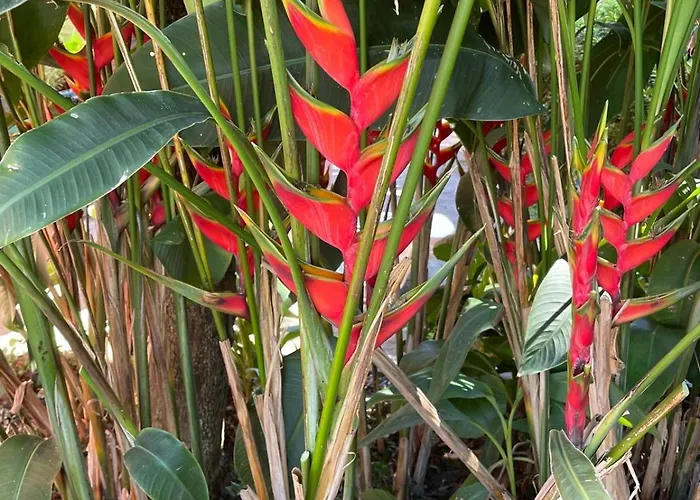 Garden Loft Apartment Ribeira Grande