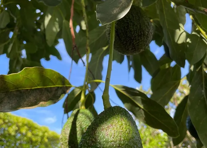 Apartment Garden Loft *
