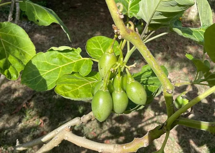 Garden Loft Apartment