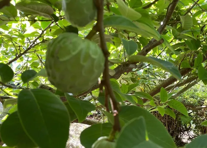 Garden Loft Ribeira Grande