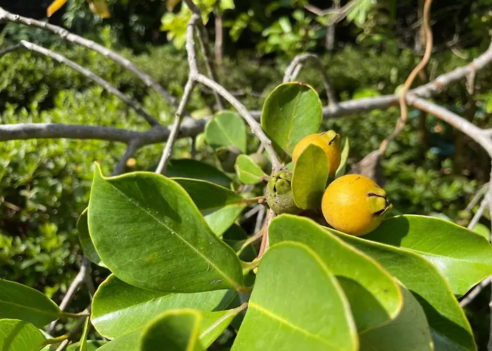 Apartment Garden Loft