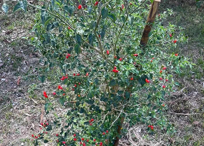 Garden Loft * Ribeira Grande