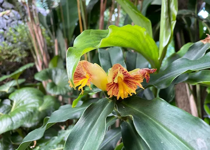 Garden Loft Apartment