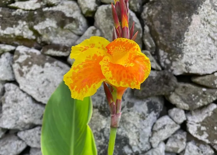 Apartment Garden Loft Ribeira Grande