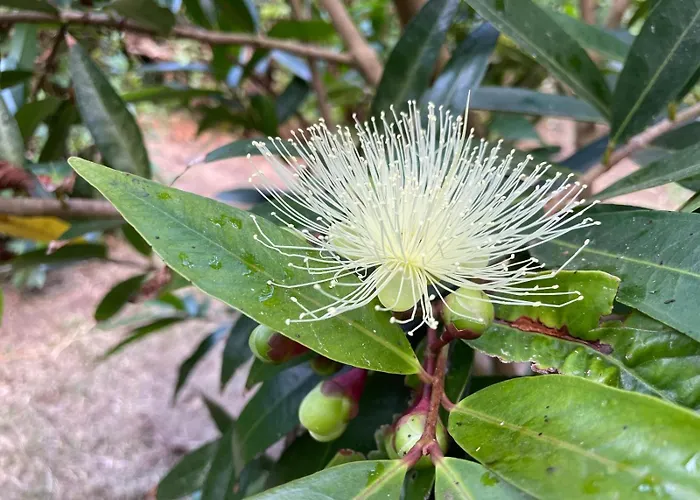 Apartment Garden Loft