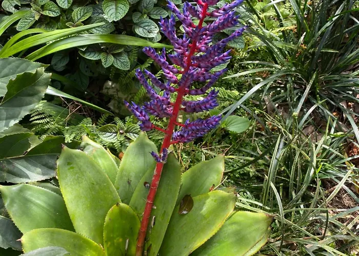 Garden Loft Ribeira Grande