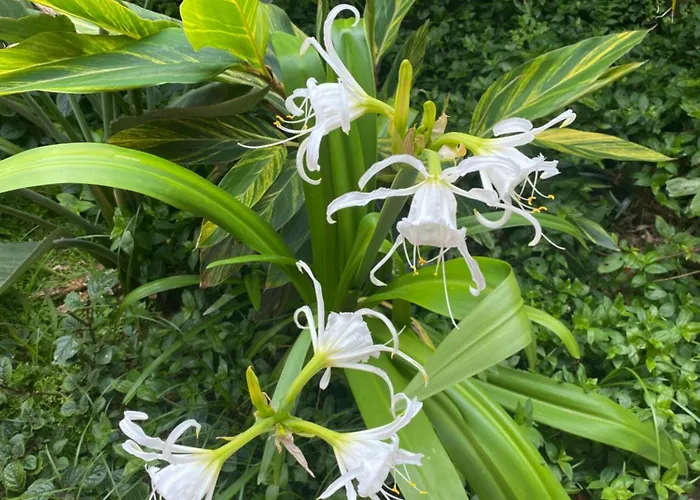 Apartment Garden Loft *